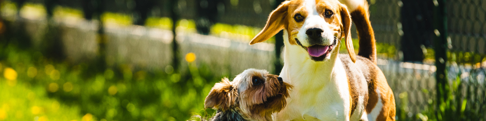 two puppies