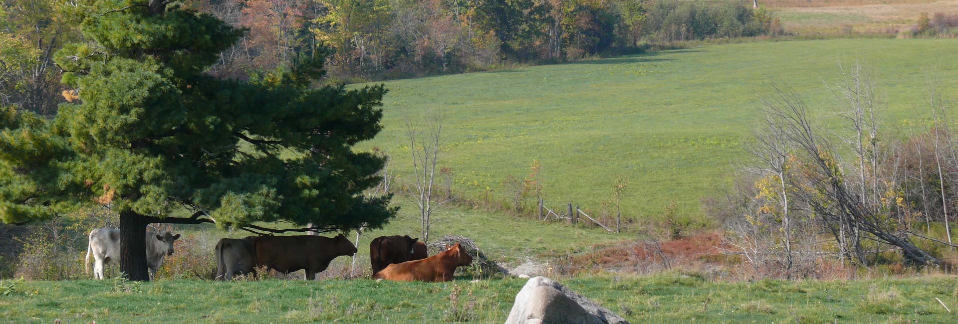 Pasture with Cows